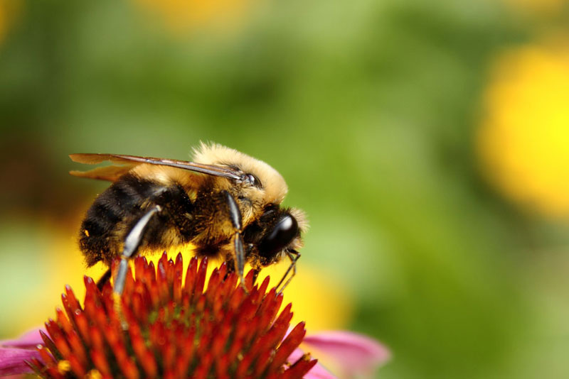 Comprendre le Faux Bourdon son rôle et sa morphologie — free download